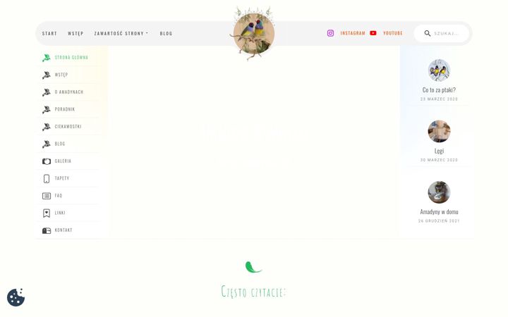 Screenshot di amadynce.pl
