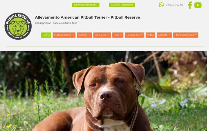 Screenshot of americanpitbull.it