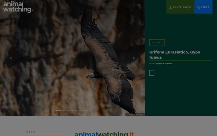 Screenshot of animalwatching.it