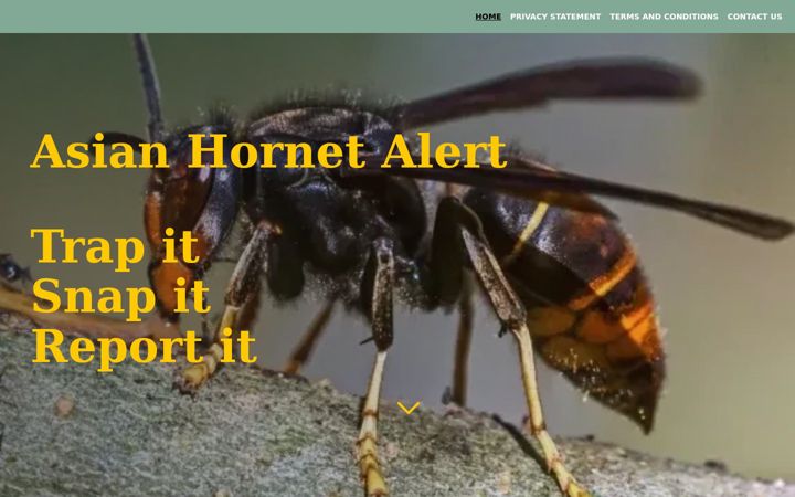 Screenshot of asianhornetalert.org.uk