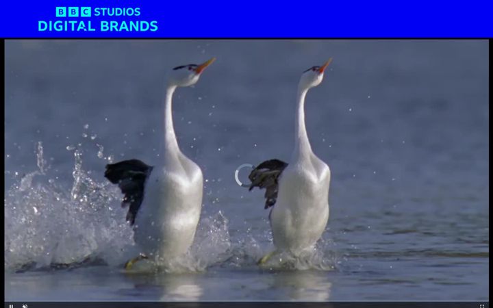 Screenshot of bbcstudiosdigitalbrands.com