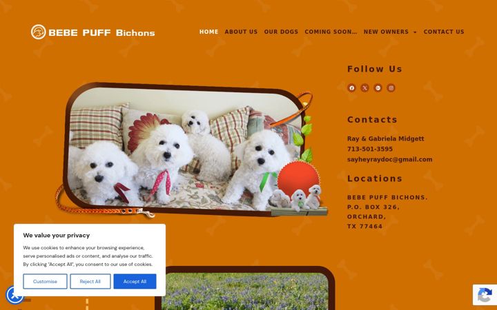 Screenshot of bebepuffbichons.com