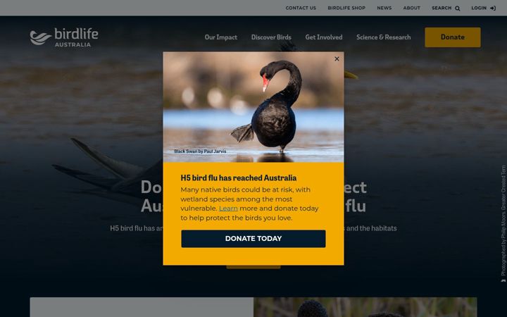 Screenshot of birdlife.org.au