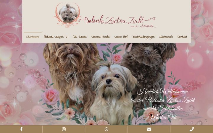 Screenshot of bolonka-zwetna-zucht.de