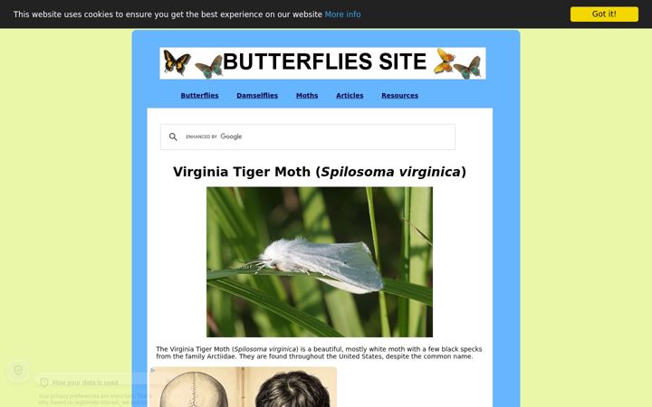 Screenshot of butterfliessite.com