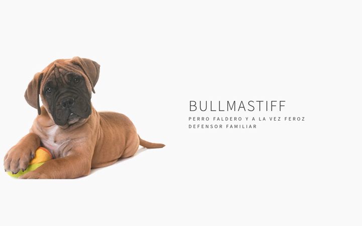 Screenshot of cachorrosbullmastiff.com
