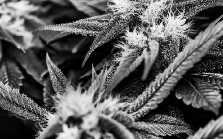 Snímek obrazovky cannabis-culture-club.de