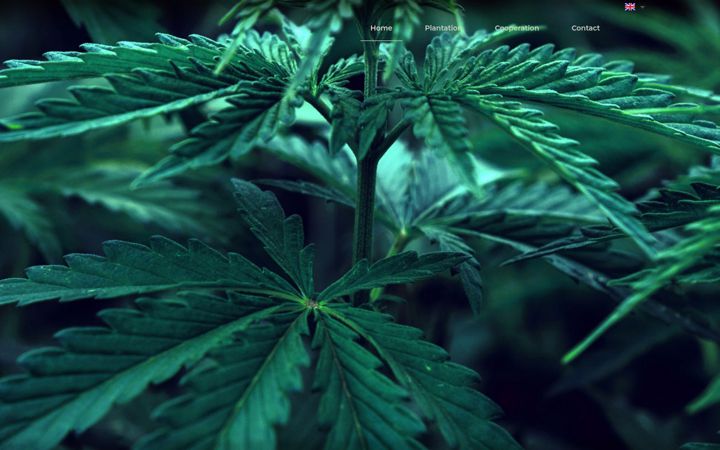 Screenshot of cannaplantas.com