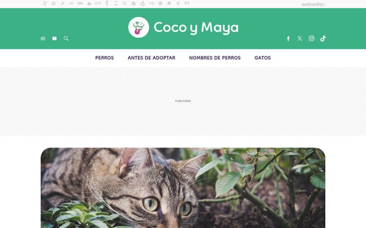 Screenshot of cocoymaya.com