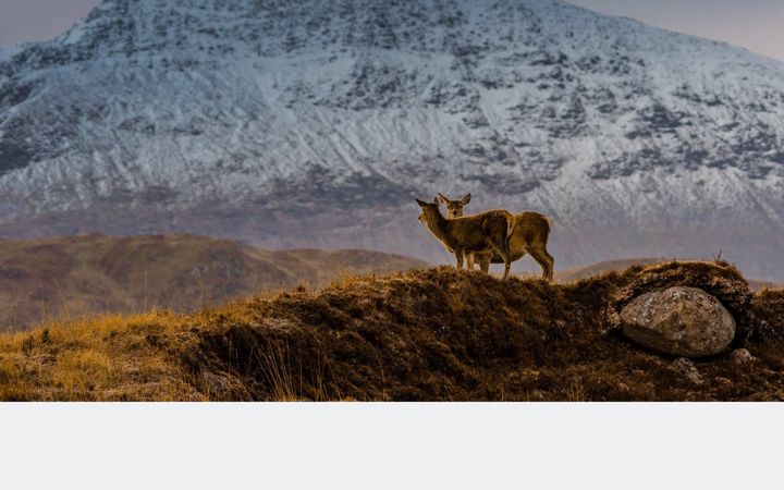 Screenshot of coireglas.com