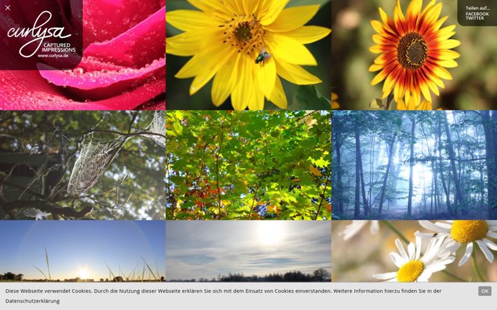 Screenshot of curlysa.de