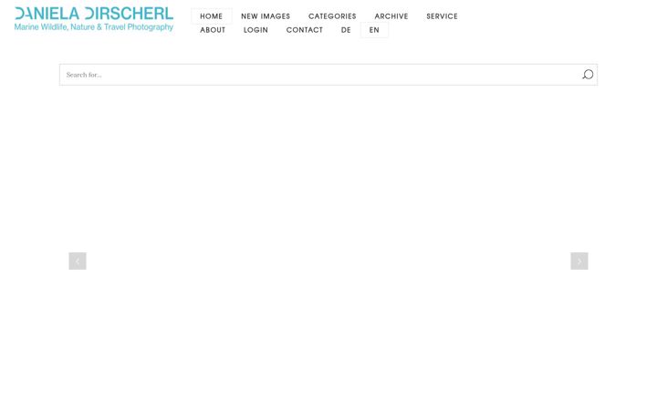 Screenshot of danieladirscherl.de