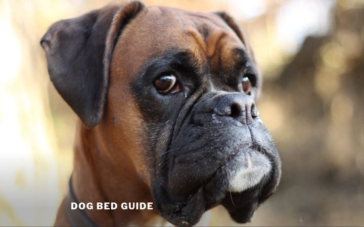 Screenshot of dog-bed-guide.com