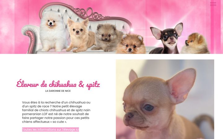 Screenshot of elevage-chihuahua-nice.com