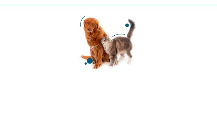 Screenshot of hovetdompedro.com.br