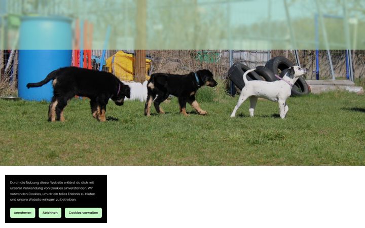 Екранна снимка на hundeschule-starkes-team.de