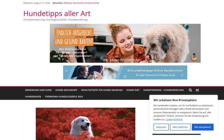 Screenshot of hundetipps100.com