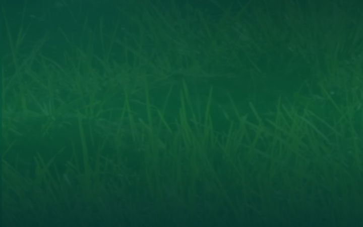 Screenshot of imani-ongd.com