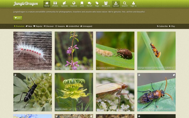Screenshot of jungledragon.com