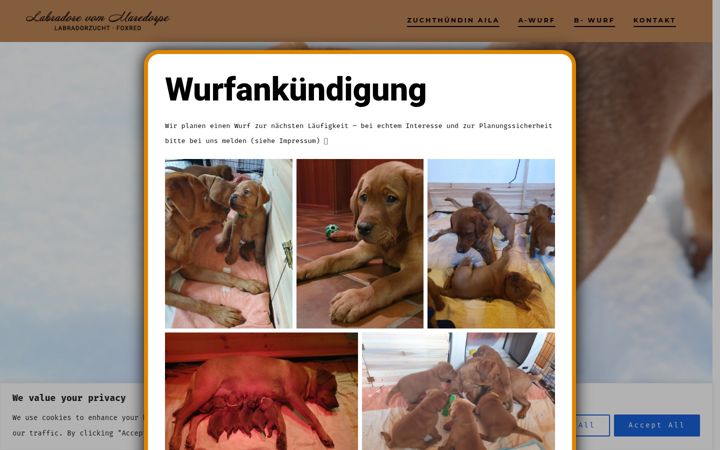 Screenshot of labradore-vom-maredorpe.de