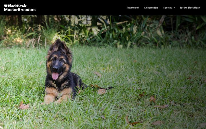 Screenshot of masterbreeders.co.nz