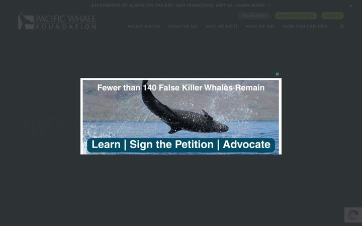 Skjámynd af pacificwhale.org