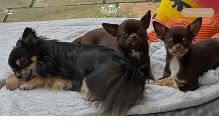 Kuvakaappaus sivustosta royal-chihuahua.at